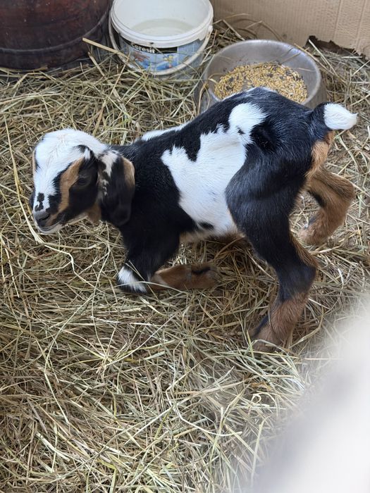 Продам козлика альпо-нуб