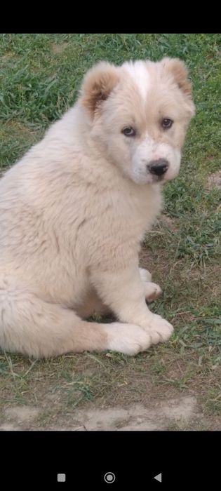 Алабай кучук 2 та киз бола