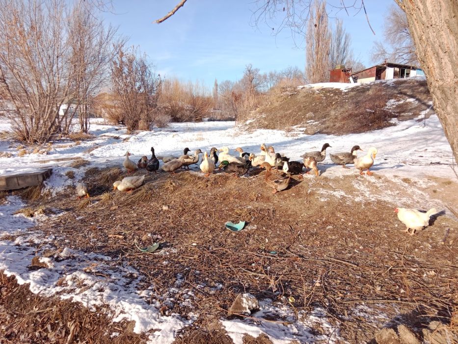 Продам уток  шестимесячных