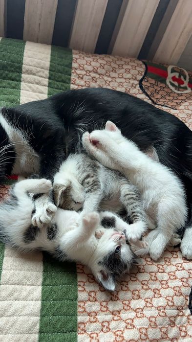 отдам котят в добрые руки.