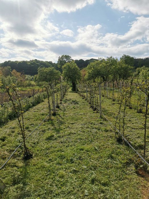 Vand teren Curtea de Arges