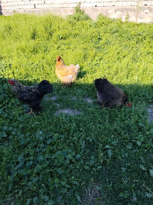 Uy tovuq xoʻrozlari