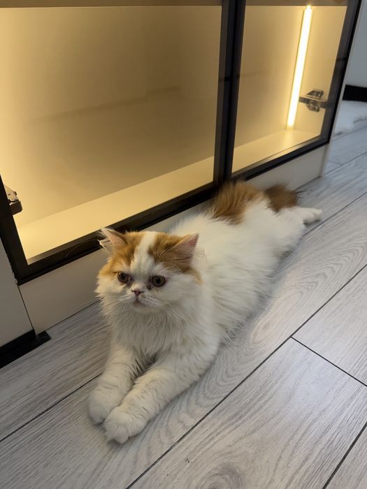 Кот скотиш страйт