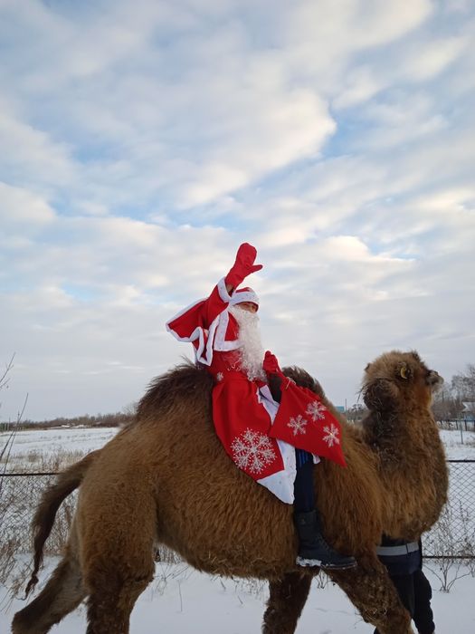 Продам верблюдов  .5 голов.