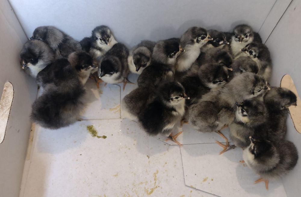 Pui australorp albastru, negru, splash din 14.05.2206