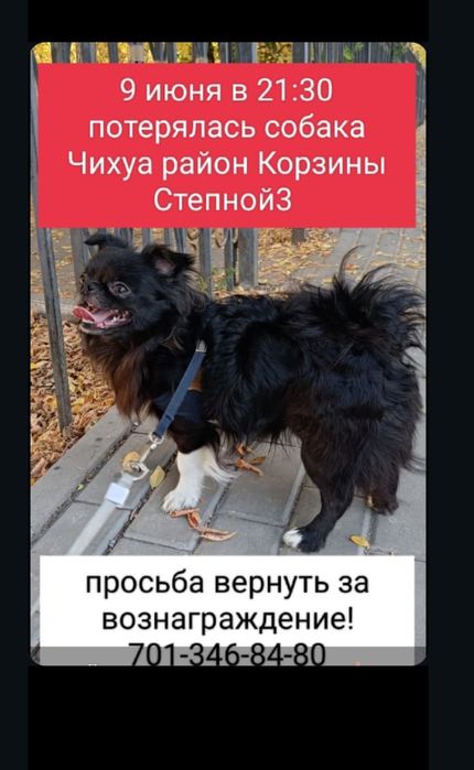 Пропала собака! Чёрного окраса с белой грудкой и белые передние лапы.