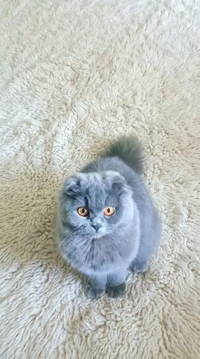 Шотланка вислоухая вязка , девочка нужен пацан скотишь