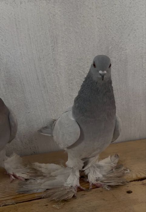 На продаду голуби