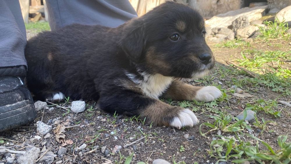 отдадим щенят в добрые руки