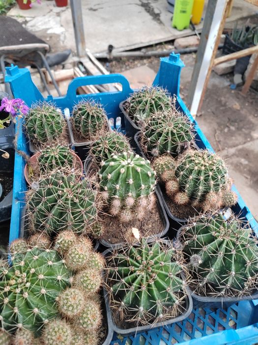 Комнатные растения