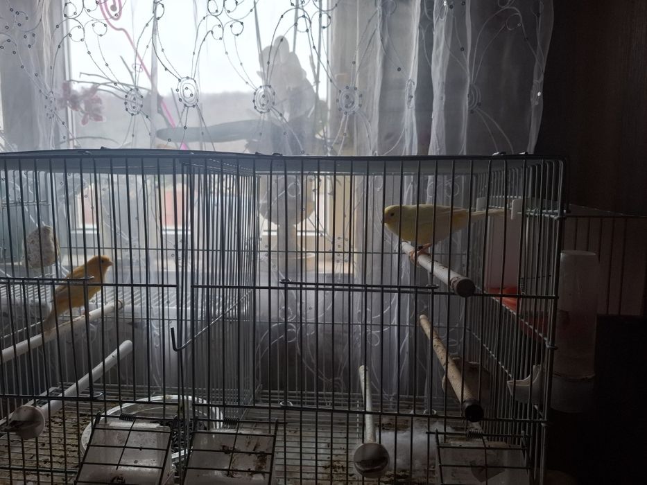 Canari pereche de vânzare