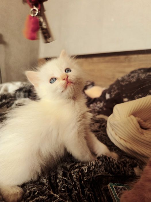 Котята! Бесплатно