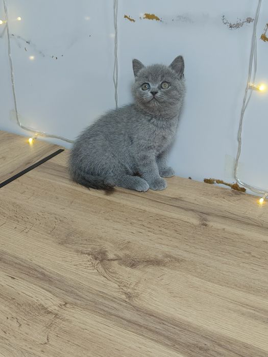 Британские Котята