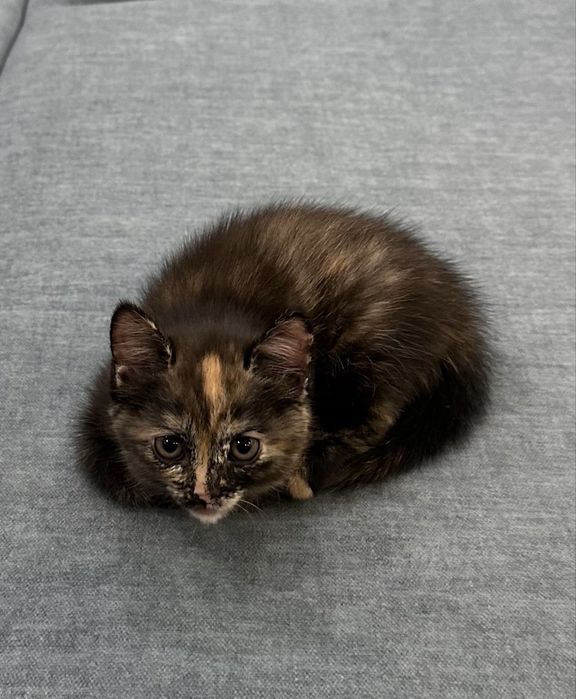 Котенок ищет постоянный дом