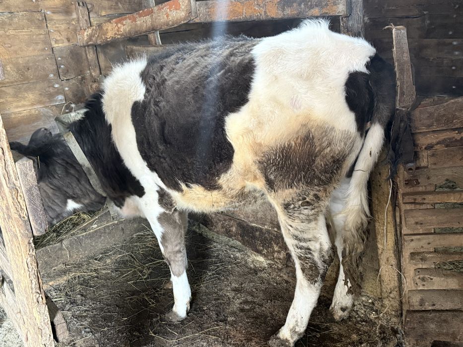 Продам двух тёлок