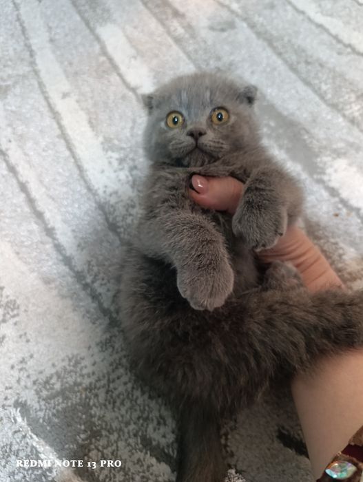 Выслоухие котёнки