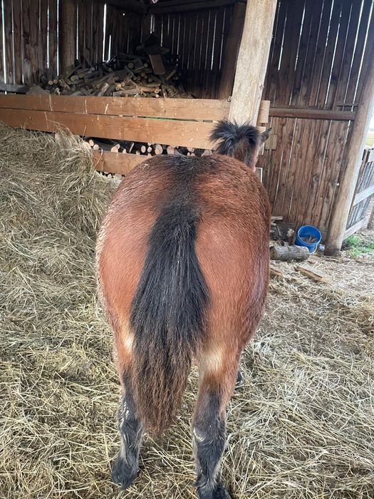 Mânz 11  luni. Preț 4000