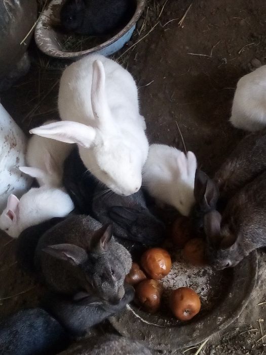 Quyon kata kicik 50000 dan bowlaniwi