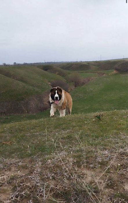 Продается собака