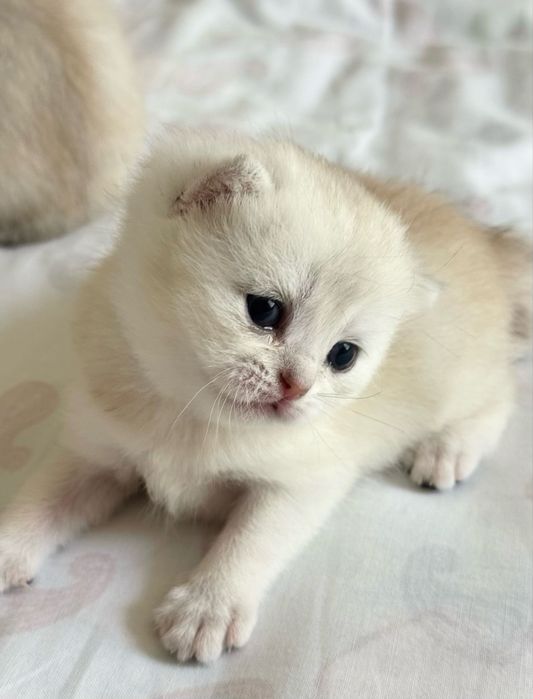 Британские котята шиншиллы