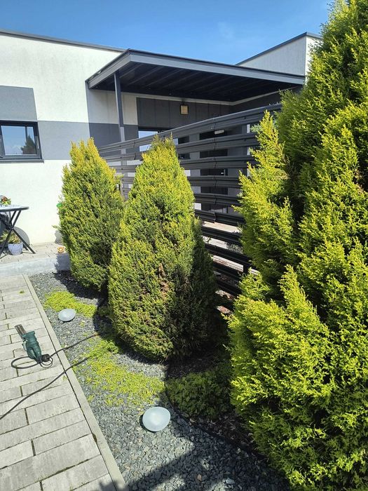 taieri, amenajari gard viu, arbusti ornamentali, conifere ornamentale