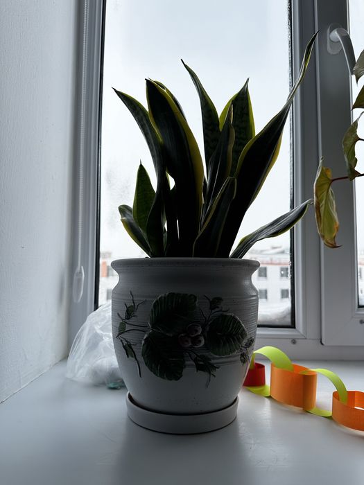 Цветы комнатные