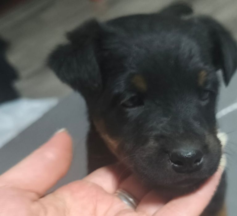 Немецкий Ягдтерьер