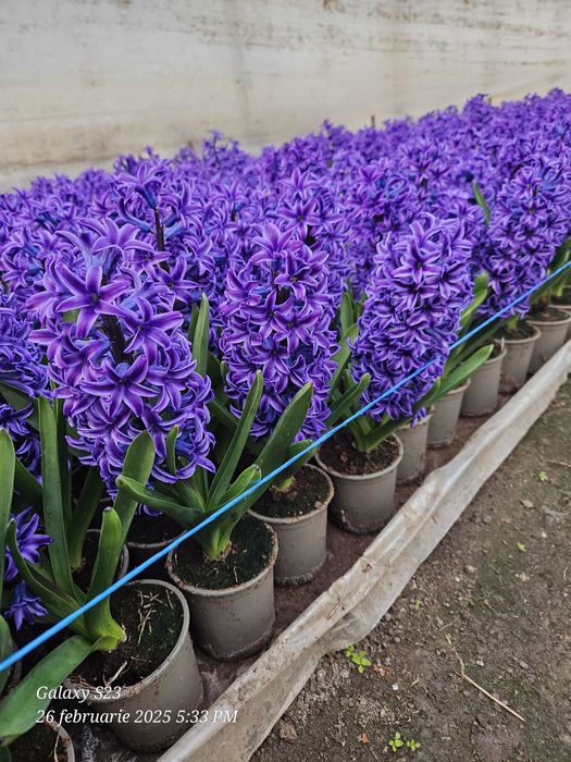 Vand zambile en-gross