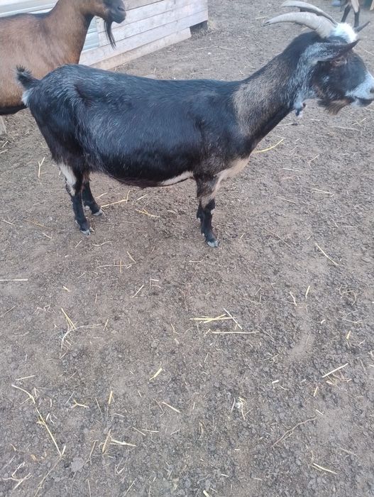 Vând capre bune de lapte