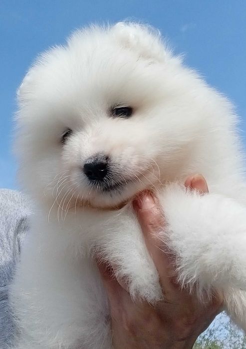 Fetiță samoyed, pedigree A ,FCI