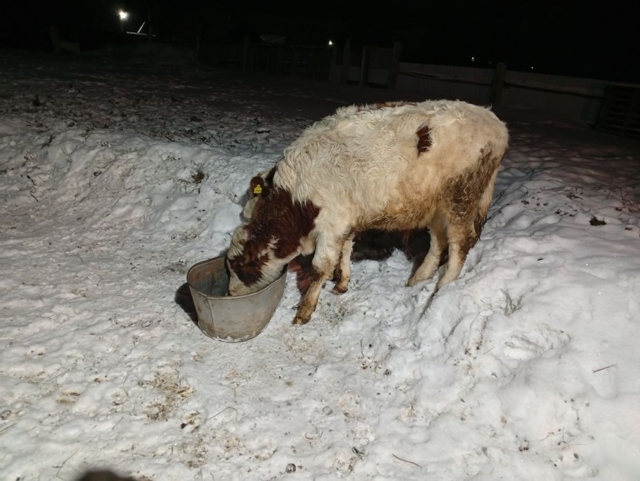 Продам крс бычок телачька