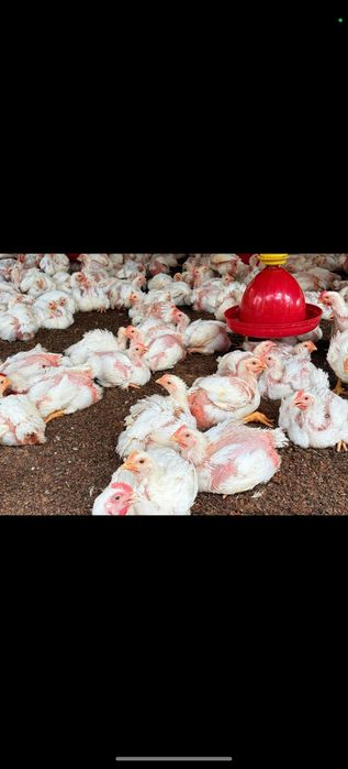 Puii albi de carne si puii rasa mixta