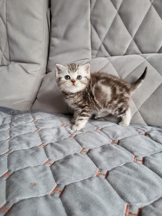 Чистокровные Британские Котята.