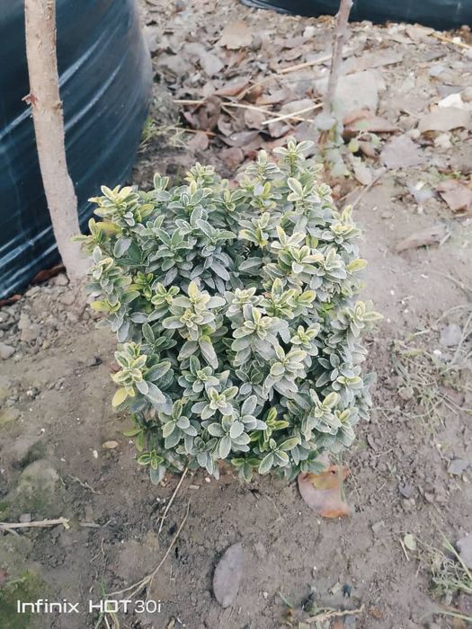 Koʻchat bor archa bor