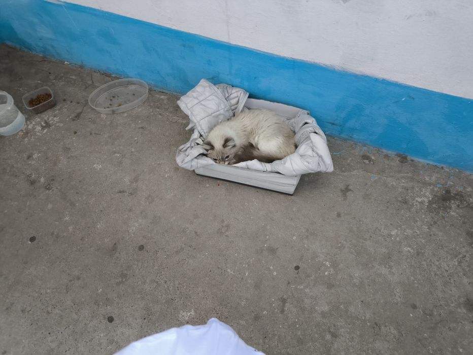Отдам в добрые руки