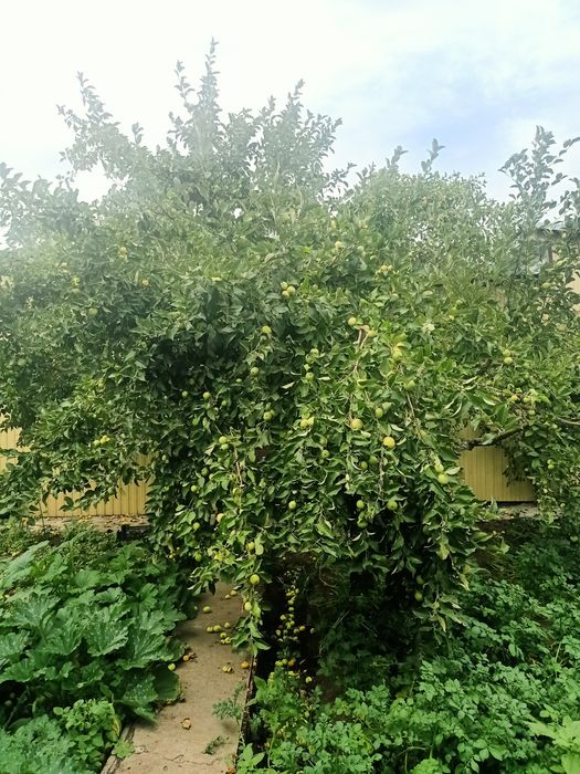 Яблоки паданки на компот