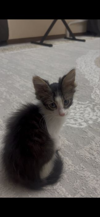 Котенок мейн-кун