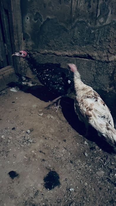 индюшата 2 штук 2,5-3 месяца