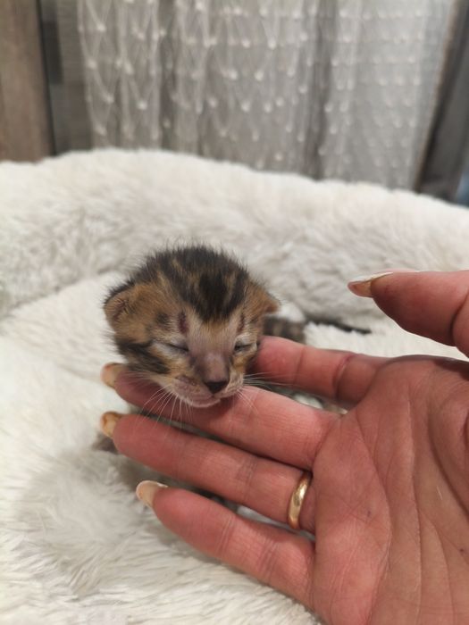 Бенгальские котята ( бронь)