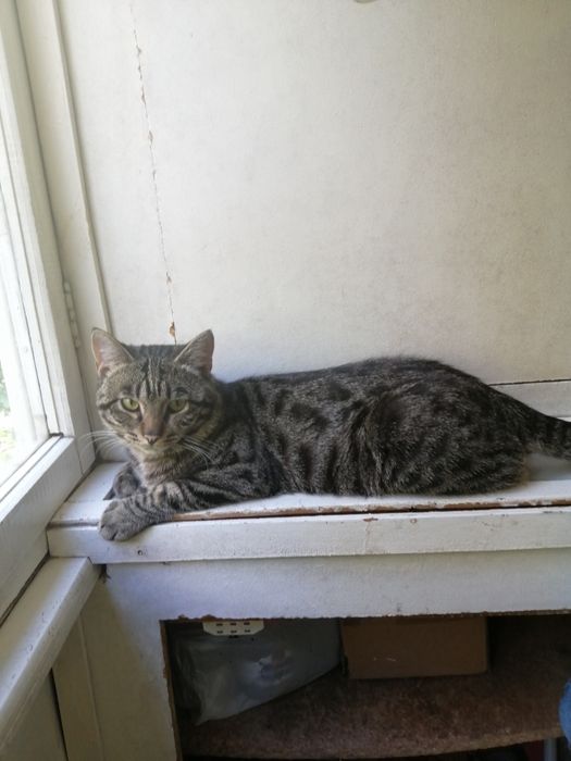 Отдам кошек и котов