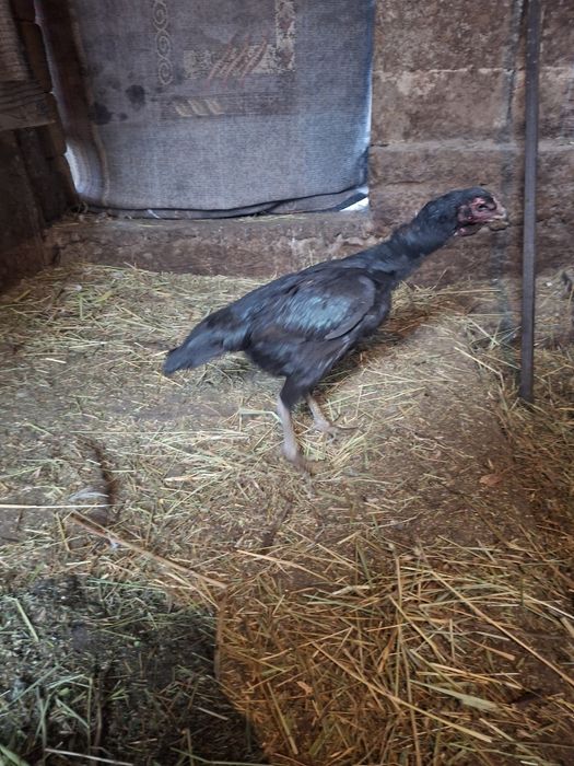 Продам даканку срочно