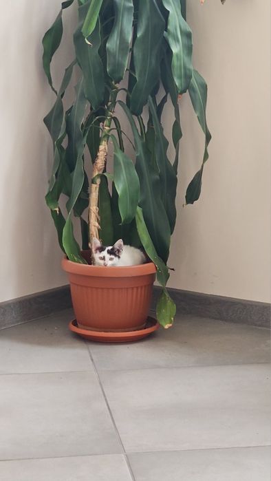 Подарявам котенце