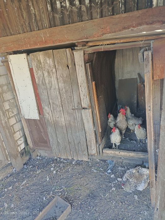 Продам куриц домашних