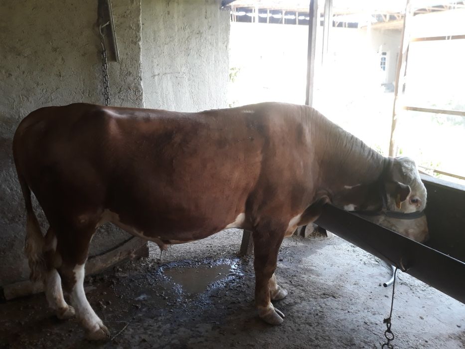 Gallan hòkizlar sotiladi