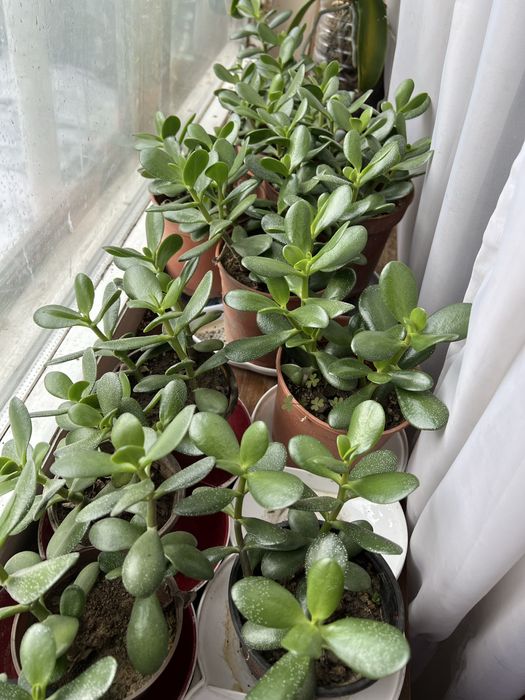 Денежное дерево ,Крассула 4000 за все цветы