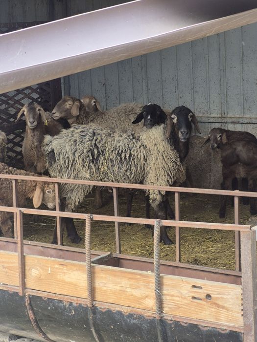 Қой баран овца сатылады