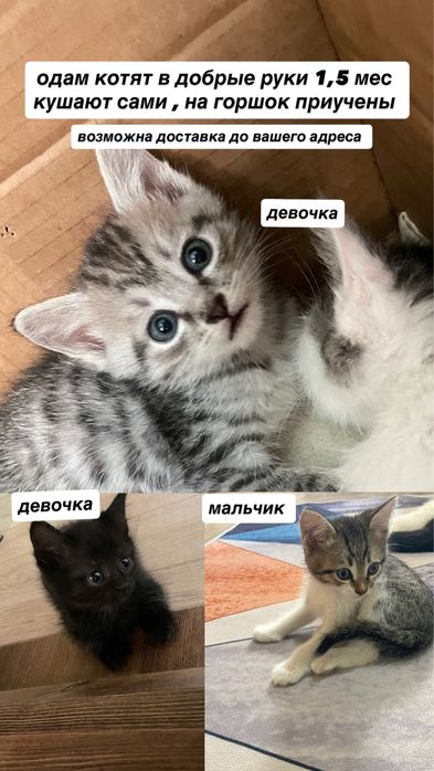 Одам котят в добрые руки