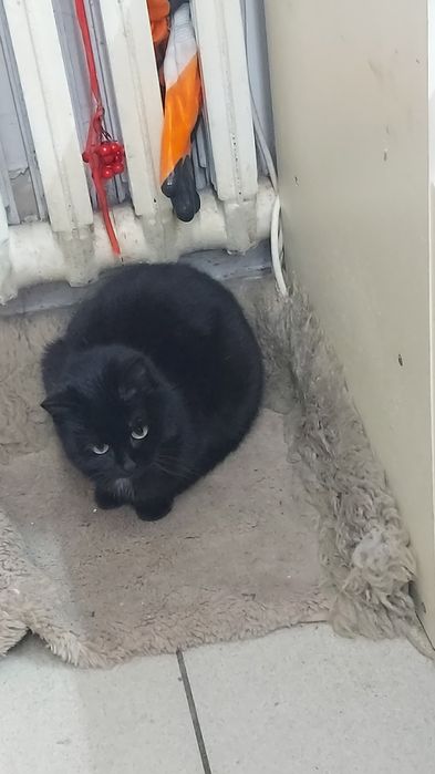 отдам даром котиков и кошечек