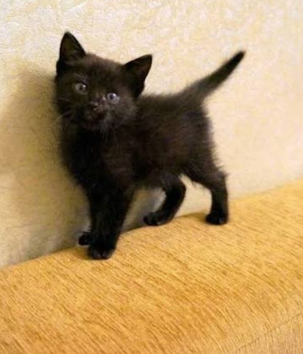 Котёнок отдаю в самые ответственные руки