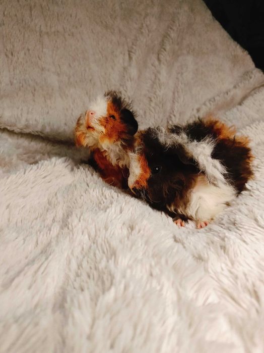 Морски свинчета альпако и зайчета